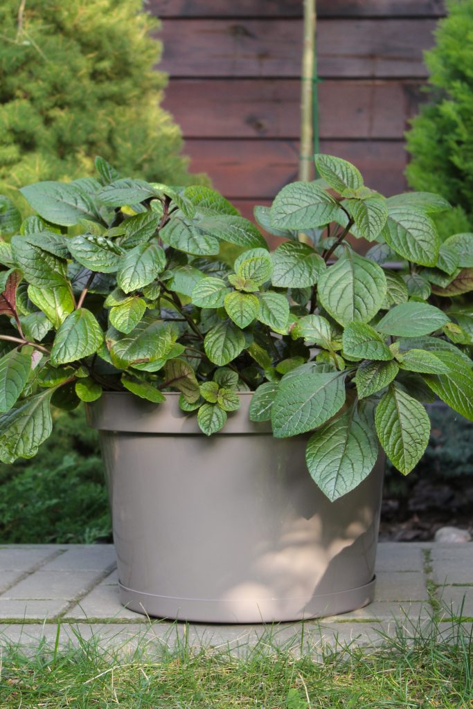 Горшок для цветов "Фикус" 20