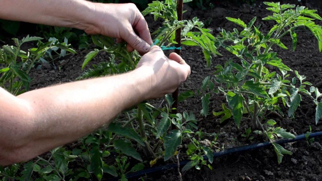 Необычные способы использования садового хомута в огороде